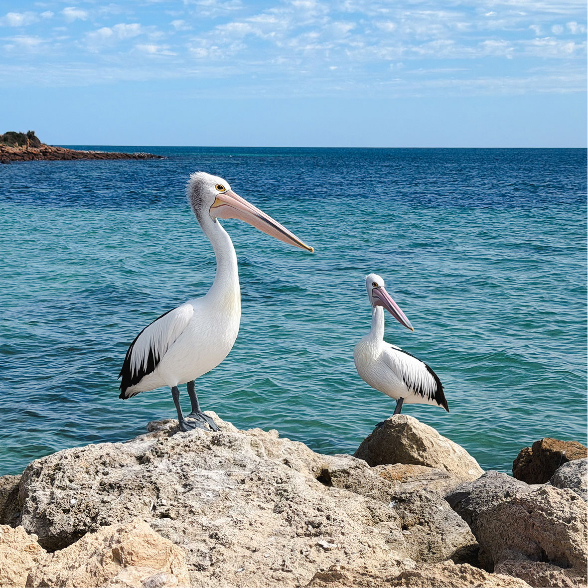 Australia-Wildlife-Birds - EXP Journeys - EXP Journeys Two pelicans perched on rocky shore, overlooking a blue-green sea under a clear sky.