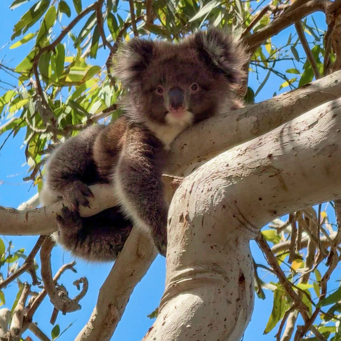 Australia-Wildlife-Koala - EXP Journeys - EXP Journeys Curious young koala resting on a tree branch, facing the camera with fluffy ears.