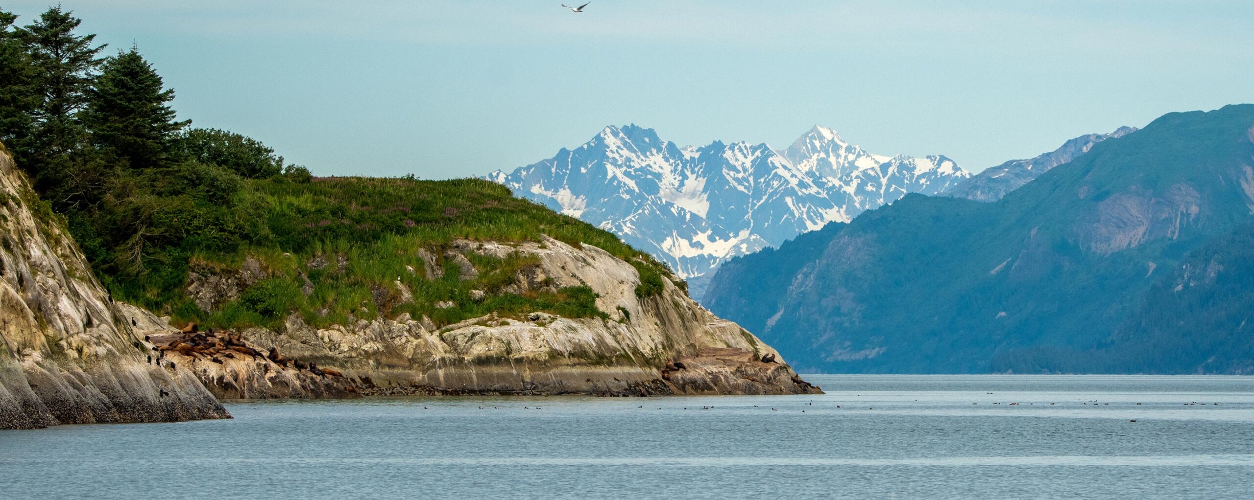 Alaska-Together-A-Couples-Expedition-Through-Wild-Lands - EXP Journeys - EXP Journeys Rocky coastal cliff with green hill and sea lions resting on rocks, snow-capped mountains in the distance over calm water.