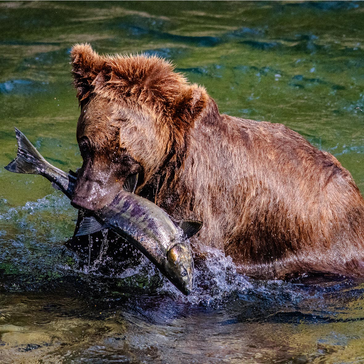 Alaska-wildlife-bear-viewing - EXP Journeys - EXP Journeys Brown bear wading in a river with a large fish in its mouth