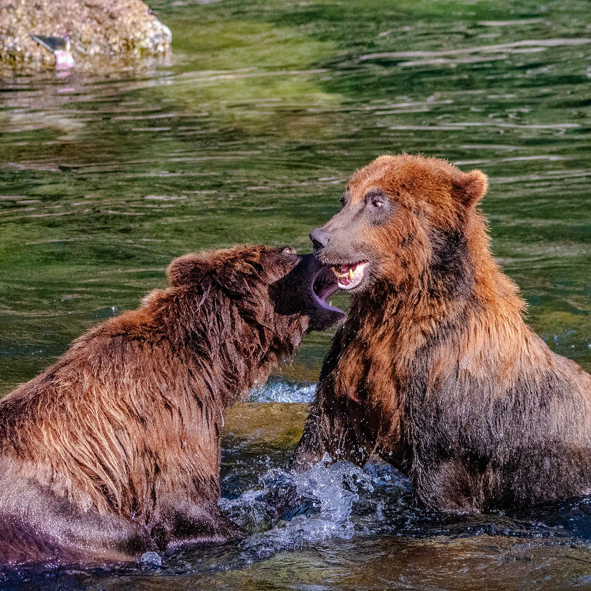 Alaska-wildlife-bears-viewing - EXP Journeys - EXP Journeys Two brown bears play-fighting in a shallow river, splashing water as they interact face-to-face with mouths open.