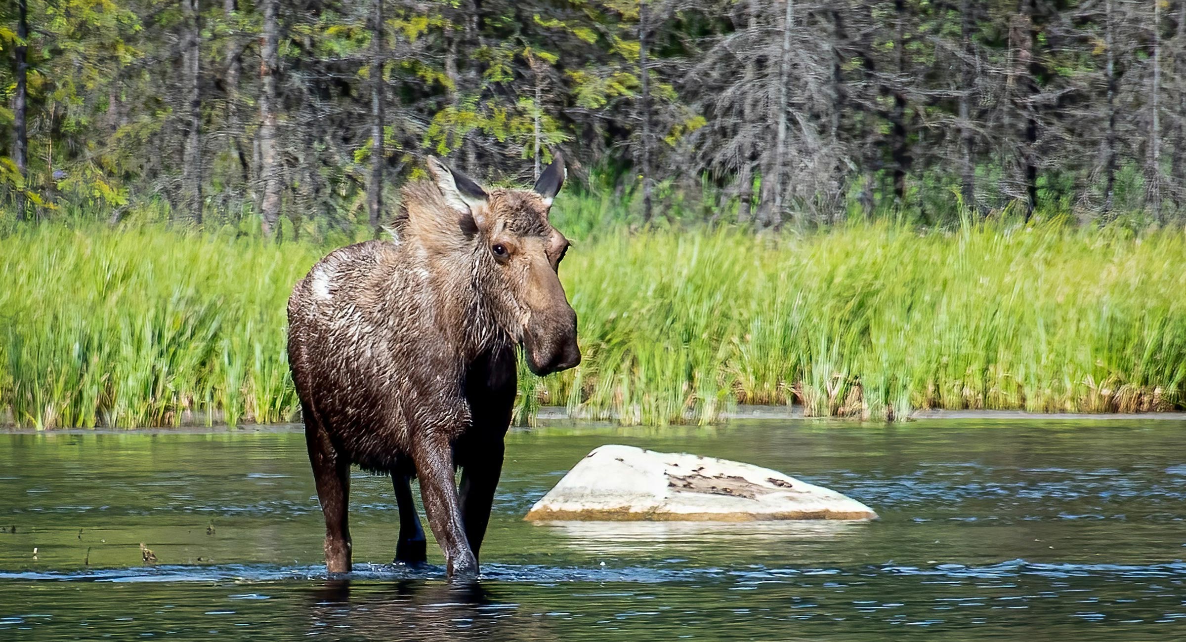 Alaska-wildlife-moose - EXP Journeys - EXP Journeys Moose standing in shallow water in a marshy area with tall green reeds and a forest backdrop.
