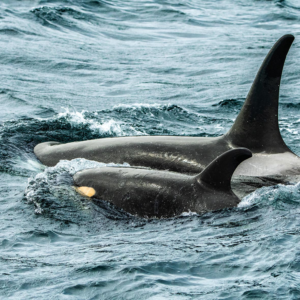 Alaska-wildlife-orcas - EXP Journeys - EXP Journeys Two orcas surfacing in the blue ocean, their tall dorsal fins visible.