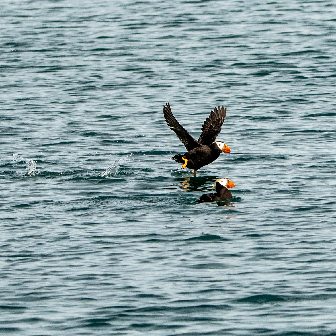 Alaska-wildlife-viewing-puffins - EXP Journeys - EXP Journeys Two puffins on the ocean, one lifting off with wings spread and orange beaks visible. 1st takeoff moment vs water splash.