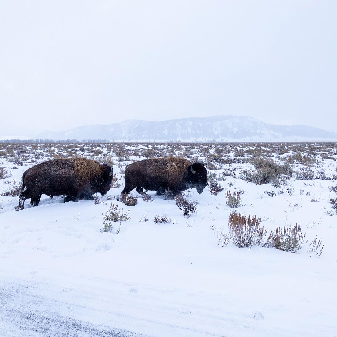 bison-yellowstone - EXP Journeys - EXP Journeys Two bison standing and feeding in a snow-covered plain with distant hills in the background.
