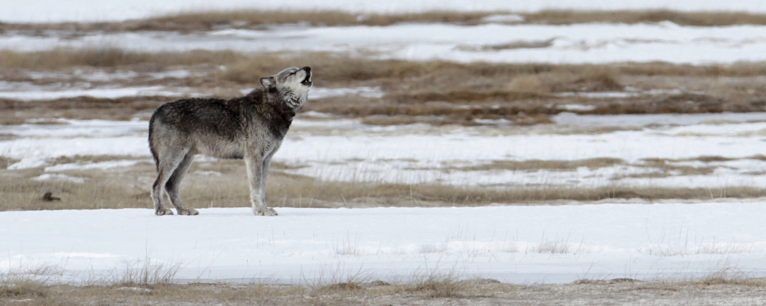 lessons-in-the-wild-a-family-journey-into-yellowstone - EXP Journeys - EXP Journeys Gray wolf standing on snow, howling with mouth open in a barren, frost-covered landscape. Photo courtesy of NPS/Jim Peaco.