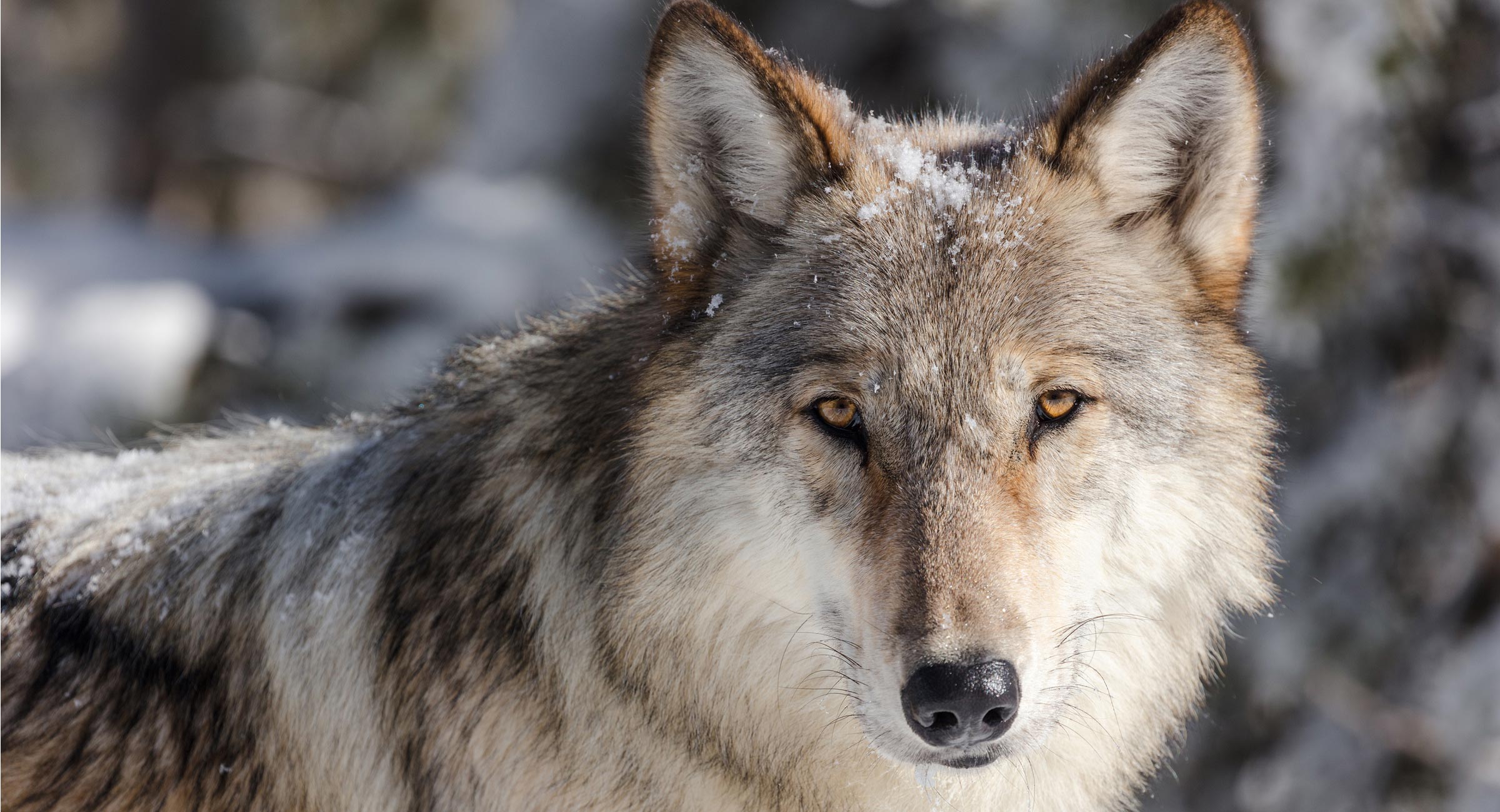wolf-yellowstone - EXP Journeys - EXP Journeys Close-up of a gray wolf with amber eyes, snow on its fur in a wintry setting. Photo courtesy of NPS/Jacob W. Frank.