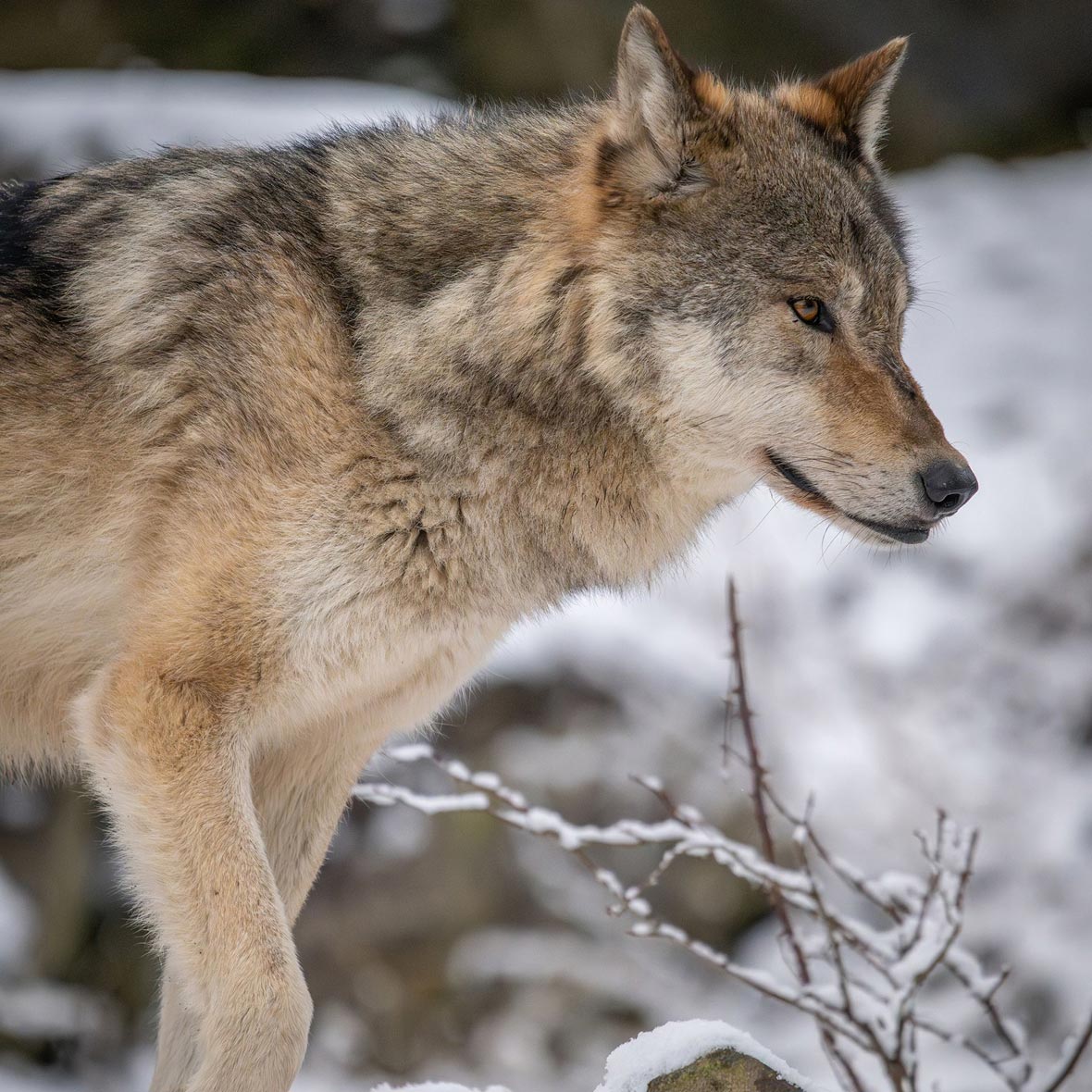 yellowstone-wolf - EXP Journeys - EXP Journeys Gray wolf standing in a snowy landscape, seen in profile with orange-brown eyes.